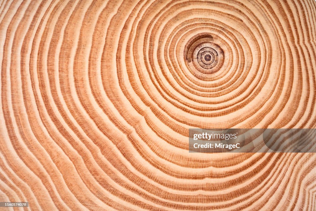 Annual Rings of Tree Trunk Slice