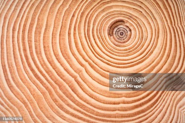 annual rings of tree trunk slice - groeiring stockfoto's en -beelden