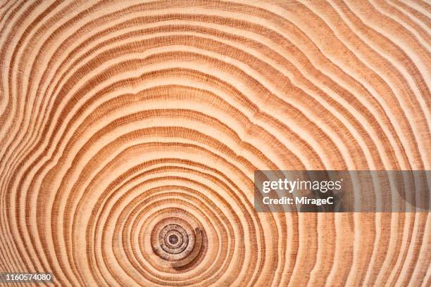 annual rings of tree trunk slice - querschnitt baum stock-fotos und bilder