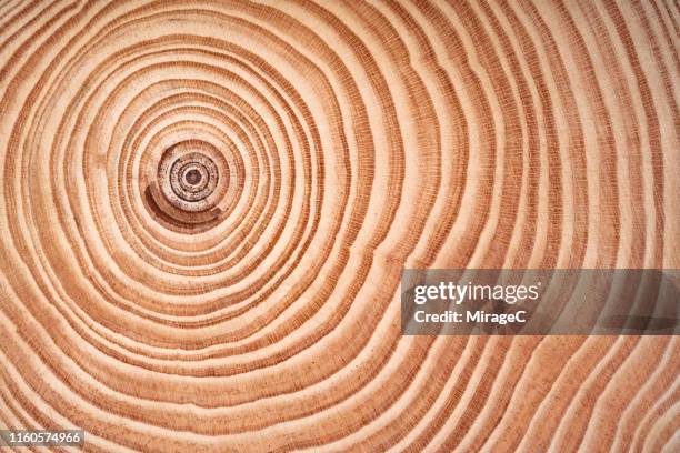 Old Tree Rings Photos and Premium High Res Pictures - Getty Images
