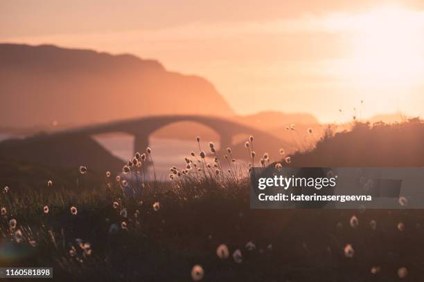 den fredvang broar i solnedgången, lofoten, norge, fokus på blomman - norge bildbanksfoton och bilder