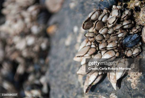 percebes - barnacles fotografías e imágenes de stock