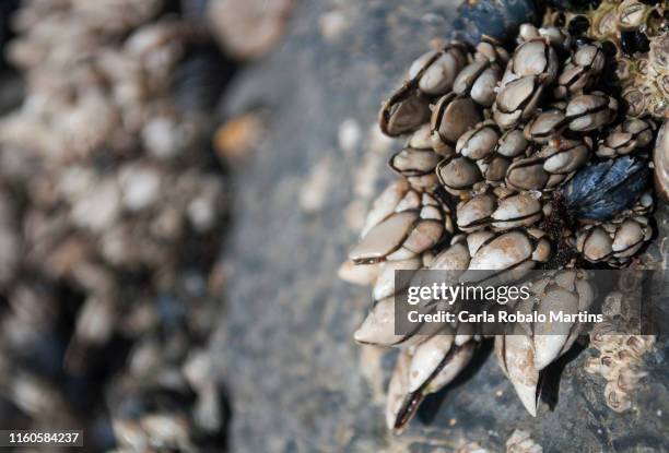 percebes - barnacle fotografías e imágenes de stock