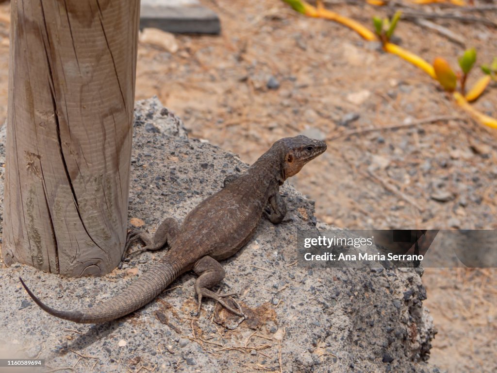 Gran Canaria giant lizard (Gallotia stehlini) in Maspalomas