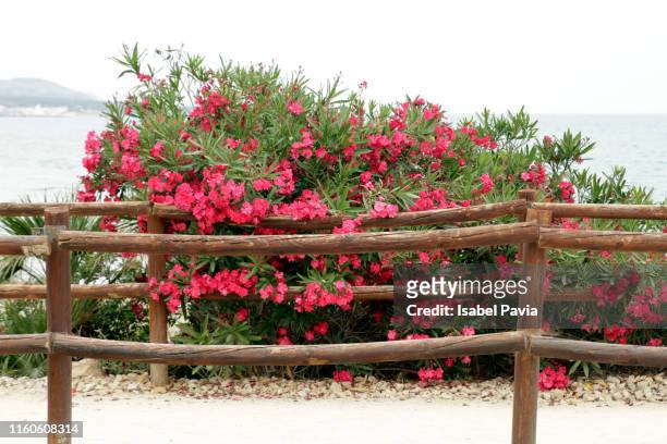 flowers blooming by fence - beach fence stock-fotos und bilder