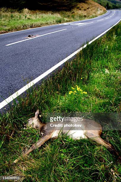 deer por la carretera - dead deer fotografías e imágenes de stock