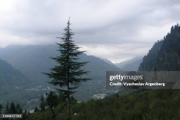 majestic kullu valley, himalaya, india - cedar tree stock pictures, royalty-free photos & images