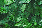 Beautiful nature background from green leaves with detailed texture. Greenery top view, closeup.