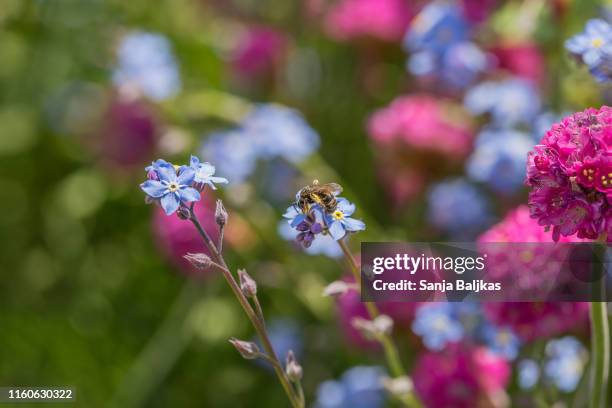 bee on a flower of forget-me-not - myosotis arvensis stock pictures, royalty-free photos & images