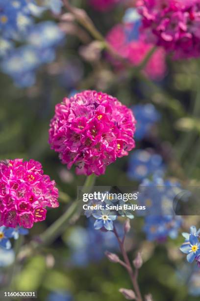 pink and blue flowers in bloom - myosotis arvensis stock pictures, royalty-free photos & images