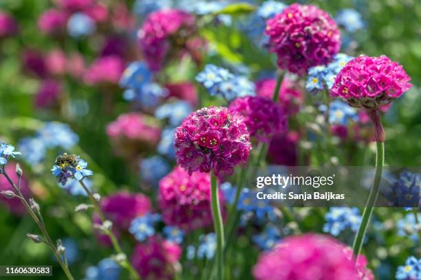 pink and blue flowers in the garden - myosotis arvensis stock pictures, royalty-free photos & images
