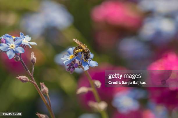 close up of bee on a flower forget-me-not - myosotis arvensis stock pictures, royalty-free photos & images