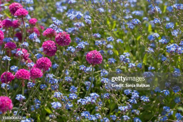 pink and blue flowers in the garden - myosotis arvensis stock pictures, royalty-free photos & images