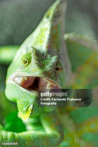 chameleon smiling - veiled chameleon stock pictures, royalty-free photos & images