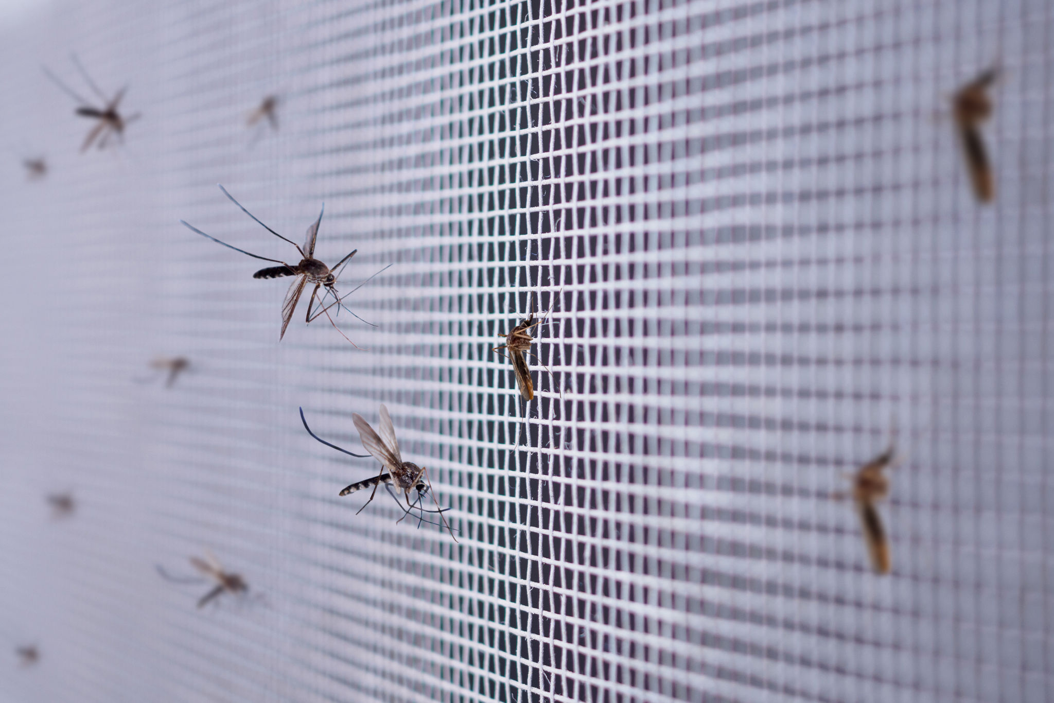 muitos mosquitos no fim líquido da tela do fio do inseto acima na janela da casa muitos mosquitos no fim líquido da tela do fio do inseto acima na janela da casa