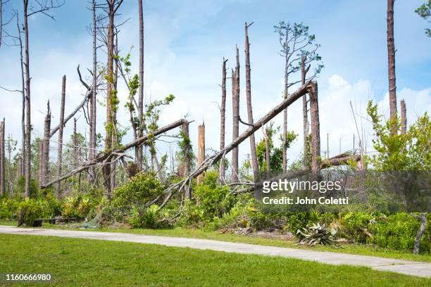hurricane damage, pine trees snapped in half from wind gusts - broken tree stock pictures, royalty-free photos & images