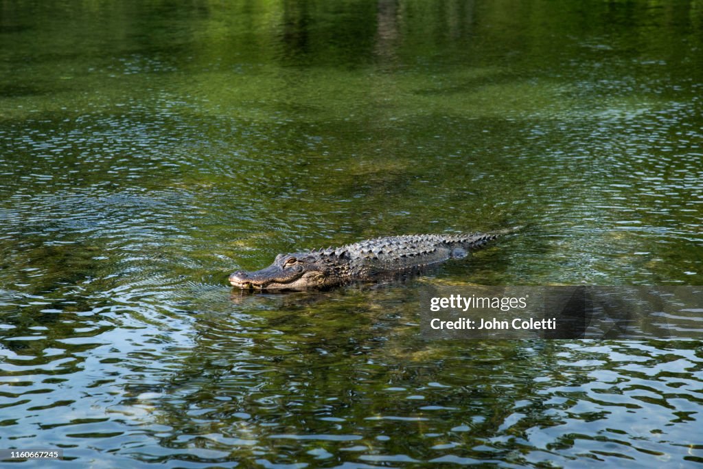 American Alligator, Wakulla Springs River, Florida