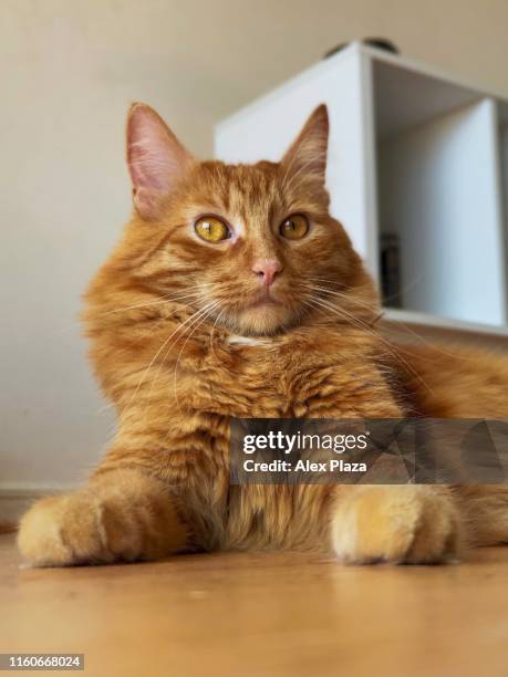 Milo Sphinx Cat High-Res Stock Photo