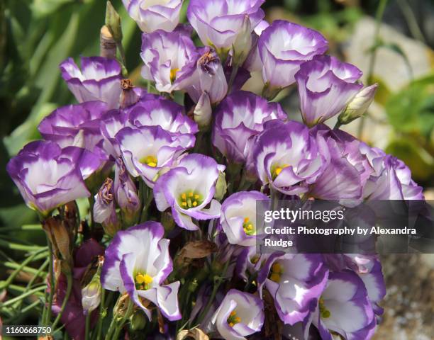 prairie gentian flowers. - lisianthus stockfoto's en -beelden