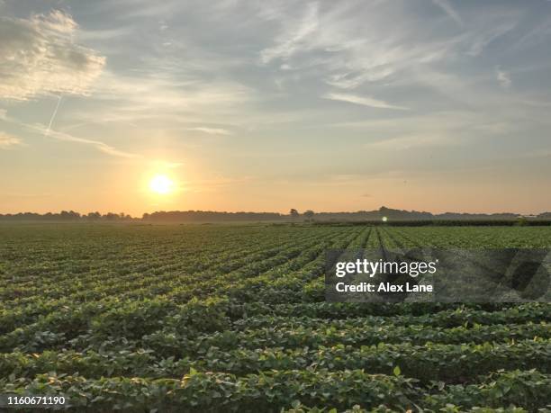 sunrise on the farm - soybean harvest stockfoto's en -beelden