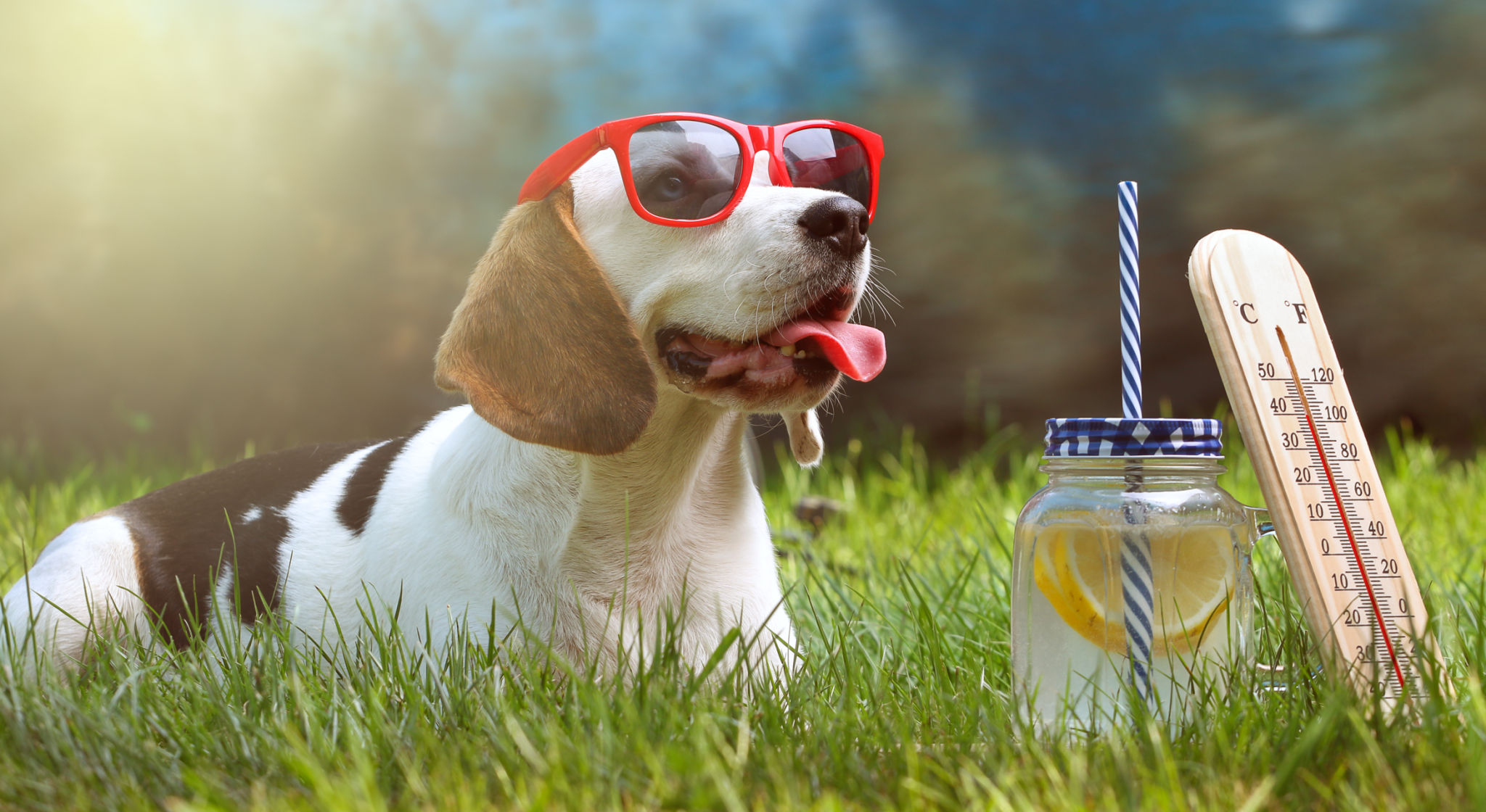 dog cooling summer