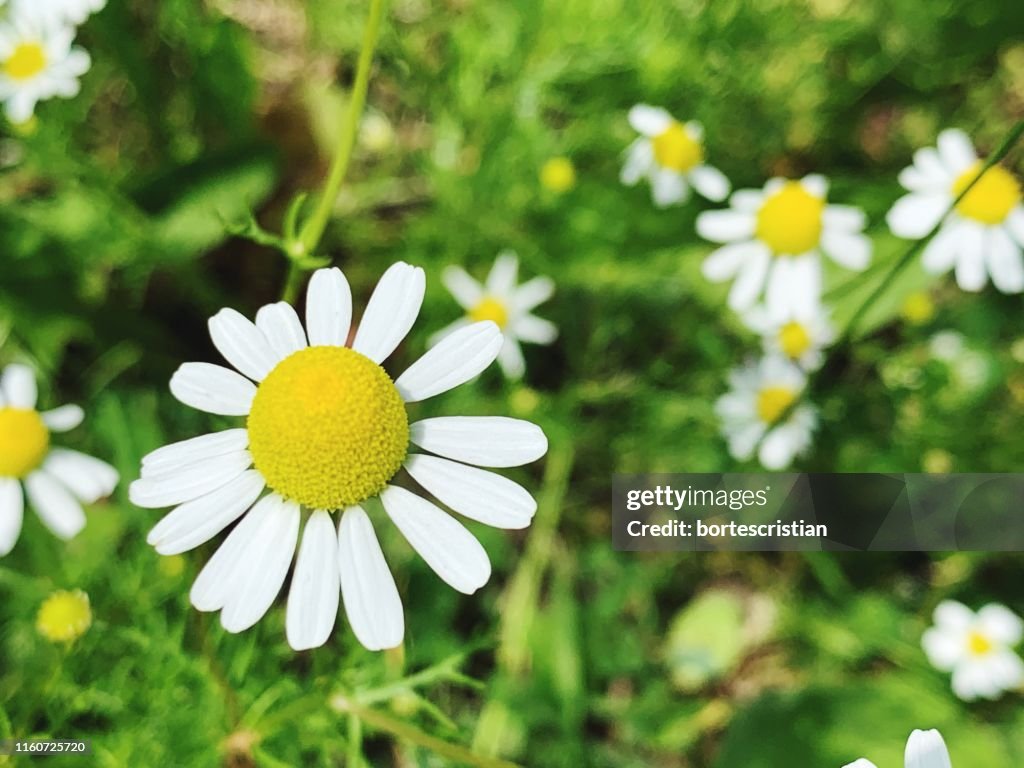 Close-Up Of White Daisy Flowers