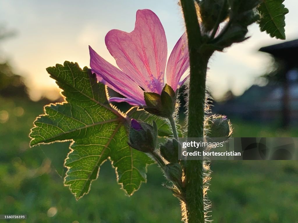 Nahaufnahme der rosa blühenden Pflanze