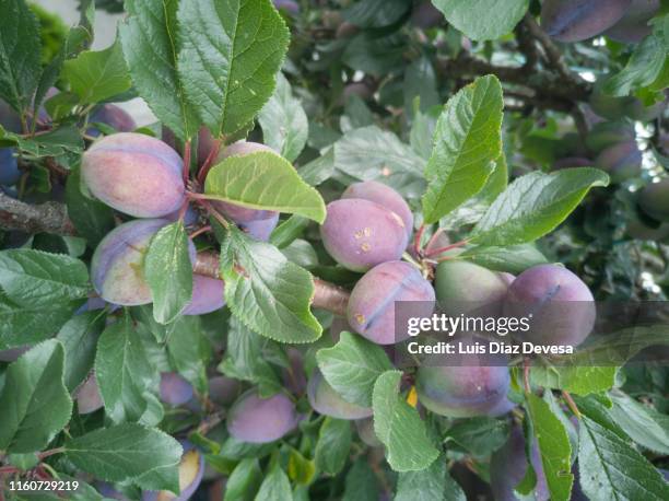 plum branch full of plums - damson stock-fotos und bilder