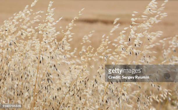 oat plants in a field as a background - beige stock-fotos und bilder