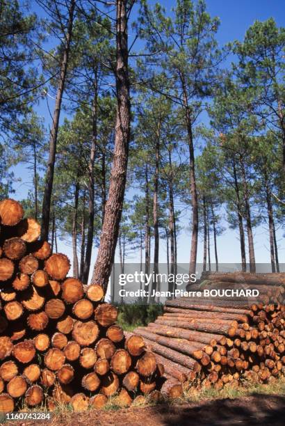 Tas de bois dans une forêt de pins des Landes, septembre 1998, Gironde, France.