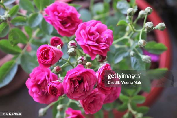 close-up of bunch of roses in a flower pot/garden - rose arrangement stock pictures, royalty-free photos & images