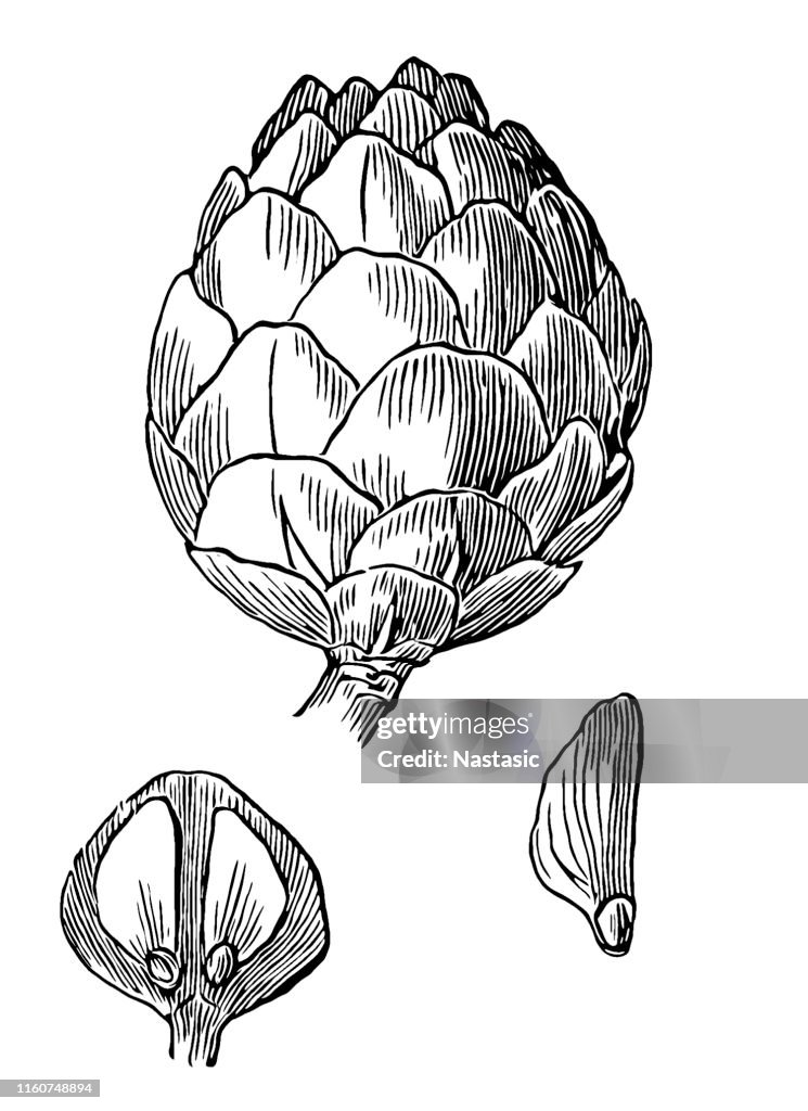 European Larch or Larix tree (Larix decidua) pine cone