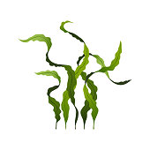 Spirulina seaweed healthy food, undersea algae isolated on white background, vector illustration