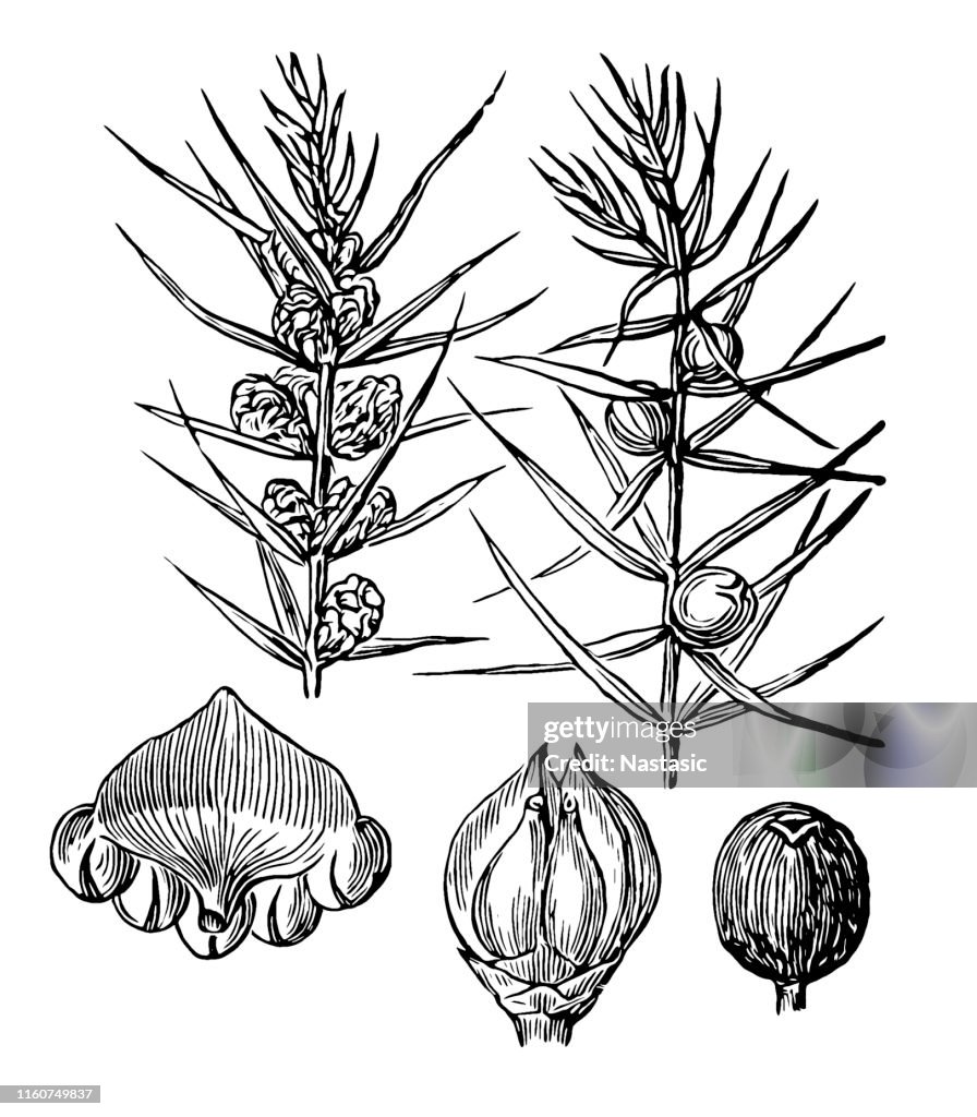 Juniperus communis (common juniper)