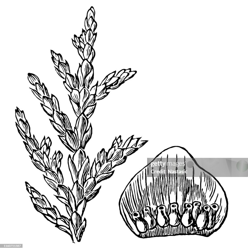 Libocedrus chilensis, Chilean cedar, Austrocedrus chilensis, Chilean arborvitae