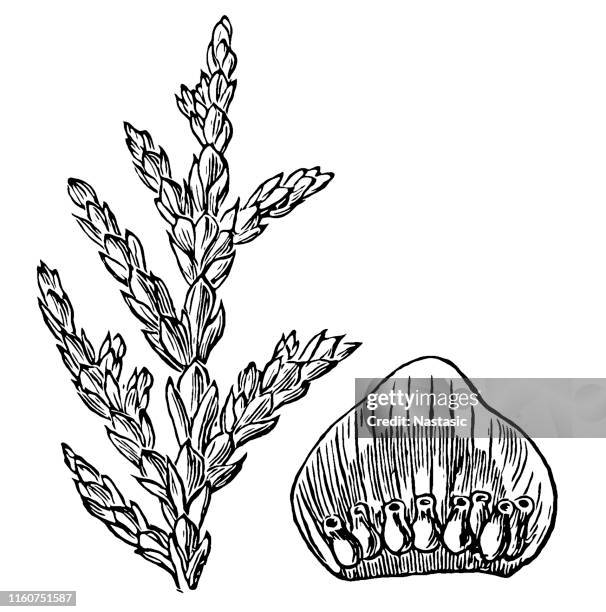 libocedrus chilensis, chilean cedar, austrocedrus chilensis, chilean arborvitae - american arborvitae stock illustrations