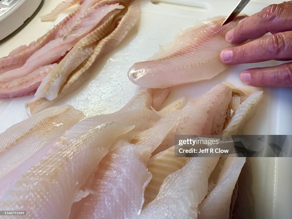 Deboning fresh walleye filets