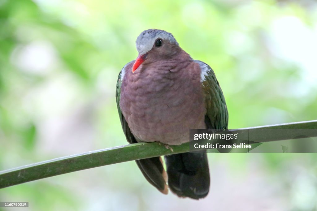 Common emerald dove (Chalcophaps indica)