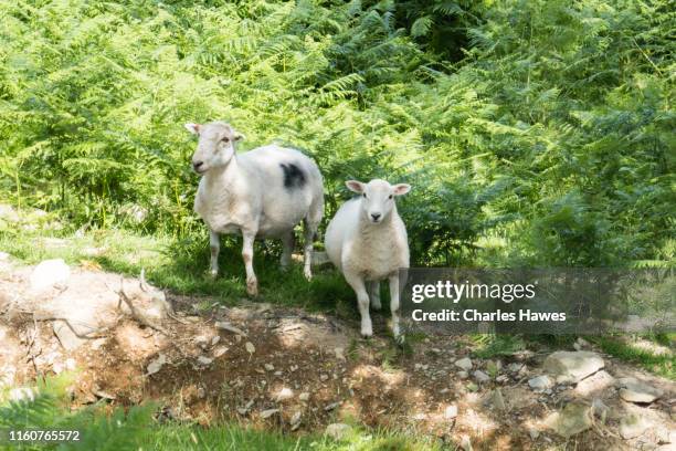 two sheep looking at camera;image taken from the cambrian way between commins coch and dinas mawddwy, wales, uk. july - montes cambrianos fotografías e imágenes de stock