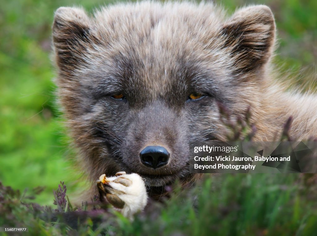 Close Up  Arctic Fox Looking at Camera in Iceland
