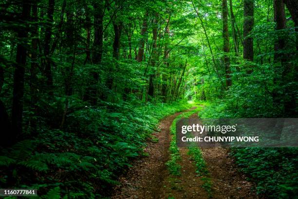 wanderweg im wald - karuizawa stock-fotos und bilder