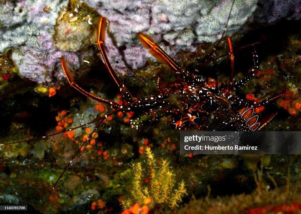 Spotted Spiny Lobster.