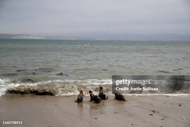 Rehabilitated California Sea Lion pups are released back into the wild after being cared for at the Marine Mammal Center on July 03, 2019 in...