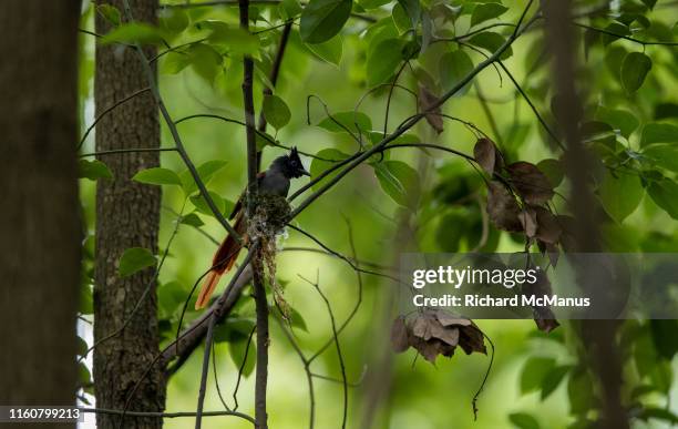amur paradise flycatcher. - eutrichomyias rowleyi stock pictures, royalty-free photos & images