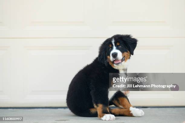 sweet 12 week old bernese mountain dog sits outside in front of garage door - bernhardiner stock-fotos und bilder