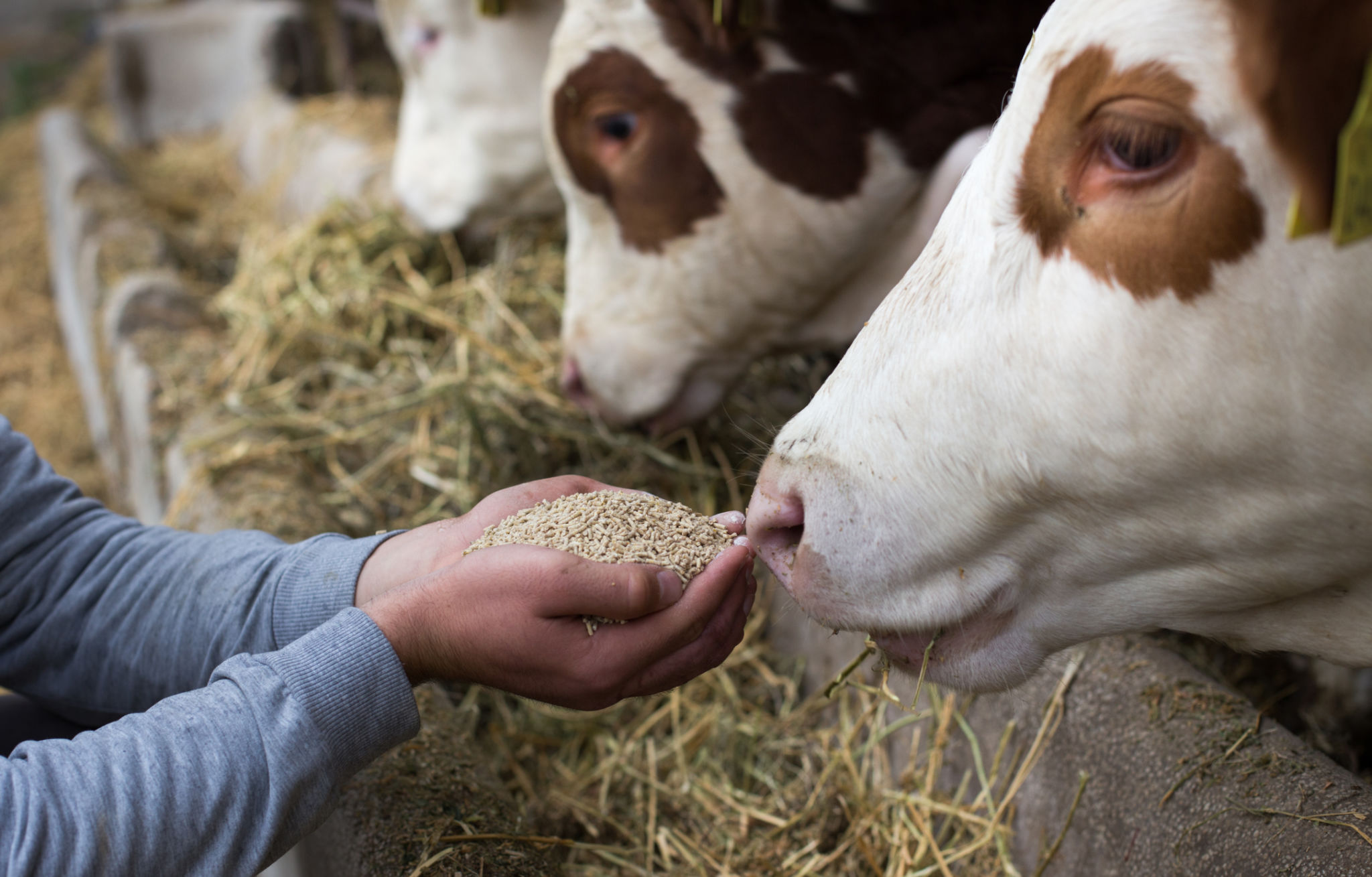 cattle care