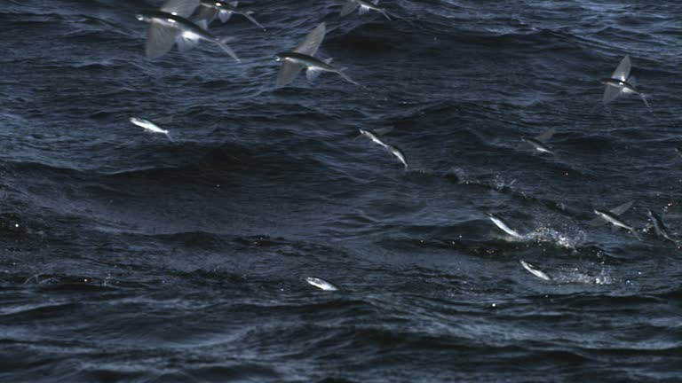 Flying Fish Launch 799 Flying Fish Stock Videos, Footage, & 4K Video Clips - Getty Images