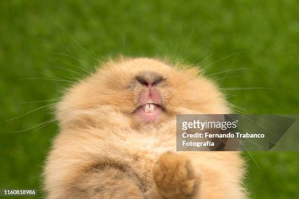 rodent teeth - ugly animal stock pictures, royalty-free photos & images