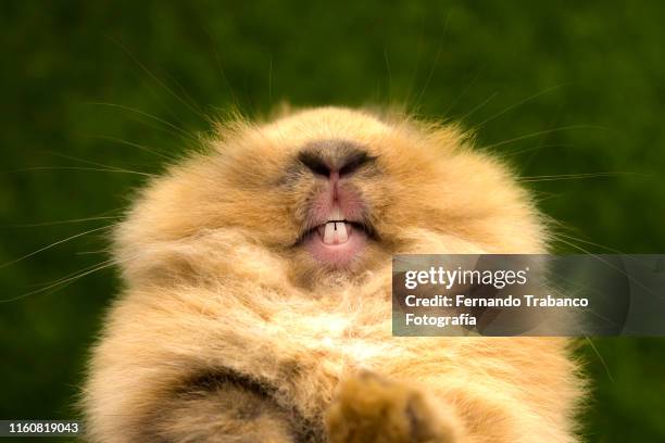 Ugly Rabit Rabbit Ugly Rabbit Stock-Fotos und Bilder - Getty Images
