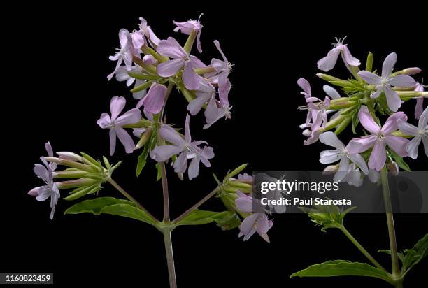saponaria officinalis (common soapwort, bouncing-bet, crow soap, wild sweet william, soapweed) - saponaria stock pictures, royalty-free photos & images